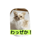 チワワのナナちゃん(鹿児島弁vol.)（個別スタンプ：12）