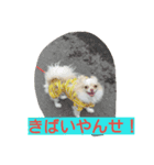 チワワのナナちゃん(鹿児島弁vol.)（個別スタンプ：13）