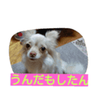 チワワのナナちゃん(鹿児島弁vol.)（個別スタンプ：14）