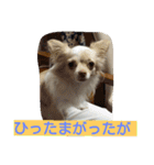 チワワのナナちゃん(鹿児島弁vol.)（個別スタンプ：15）