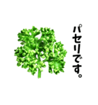 パセリ100%（個別スタンプ：1）