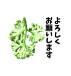パセリ100%（個別スタンプ：9）