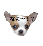 我が家の。。。（個別スタンプ：3）