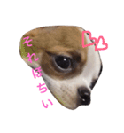 我が家の。。。（個別スタンプ：5）