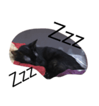 台湾の黒い猫（個別スタンプ：1）