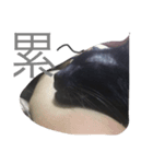 台湾の黒い猫（個別スタンプ：4）