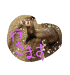 みんな大好きフェレット（個別スタンプ：13）