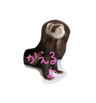 みんな大好きフェレット（個別スタンプ：20）