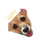 コーギーのこうちゃん。（個別スタンプ：3）