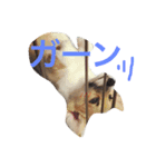 コーギーのこうちゃん。（個別スタンプ：5）