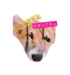 コーギーのこうちゃん。（個別スタンプ：6）