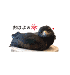 フクロウのお庭 ゆるフワ可愛いふくろうズ（個別スタンプ：1）