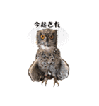 フクロウのお庭 ゆるフワ可愛いふくろうズ（個別スタンプ：2）