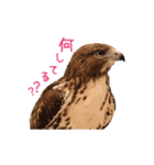 フクロウのお庭 ゆるフワ可愛いふくろうズ（個別スタンプ：4）
