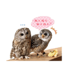 フクロウのお庭 ゆるフワ可愛いふくろうズ（個別スタンプ：5）