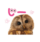フクロウのお庭 ゆるフワ可愛いふくろうズ（個別スタンプ：7）