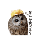 フクロウのお庭 ゆるフワ可愛いふくろうズ（個別スタンプ：8）