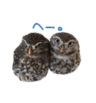 フクロウのお庭 ゆるフワ可愛いふくろうズ（個別スタンプ：9）