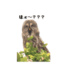 フクロウのお庭 ゆるフワ可愛いふくろうズ（個別スタンプ：10）