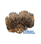 フクロウのお庭 ゆるフワ可愛いふくろうズ（個別スタンプ：11）