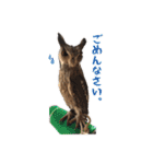 フクロウのお庭 ゆるフワ可愛いふくろうズ（個別スタンプ：12）