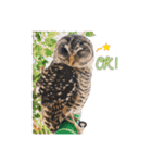 フクロウのお庭 ゆるフワ可愛いふくろうズ（個別スタンプ：13）