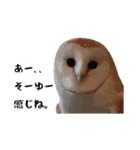 フクロウのお庭 ゆるフワ可愛いふくろうズ（個別スタンプ：15）