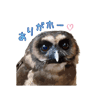 フクロウのお庭 ゆるフワ可愛いふくろうズ（個別スタンプ：16）