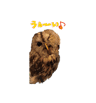 フクロウのお庭 ゆるフワ可愛いふくろうズ（個別スタンプ：17）