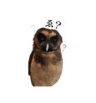 フクロウのお庭 ゆるフワ可愛いふくろうズ（個別スタンプ：18）