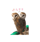 フクロウのお庭 ゆるフワ可愛いふくろうズ（個別スタンプ：19）