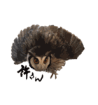 フクロウのお庭 ゆるフワ可愛いふくろうズ（個別スタンプ：20）