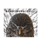 フクロウのお庭 ゆるフワ可愛いふくろうズ（個別スタンプ：21）