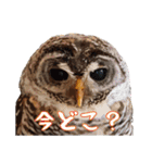 フクロウのお庭 ゆるフワ可愛いふくろうズ（個別スタンプ：23）
