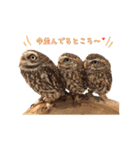 フクロウのお庭 ゆるフワ可愛いふくろうズ（個別スタンプ：24）