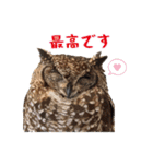 フクロウのお庭 ゆるフワ可愛いふくろうズ（個別スタンプ：27）