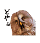 フクロウのお庭 ゆるフワ可愛いふくろうズ（個別スタンプ：29）