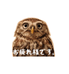 フクロウのお庭 ゆるフワ可愛いふくろうズ（個別スタンプ：31）