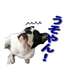 フレンチブルドッグのモモ【大阪弁】（個別スタンプ：11）