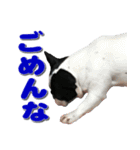フレンチブルドッグのモモ【大阪弁】（個別スタンプ：13）