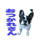 フレンチブルドッグのモモ【大阪弁】（個別スタンプ：20）