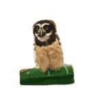 Owl(^^)（個別スタンプ：1）