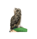 Owl(^^)（個別スタンプ：3）