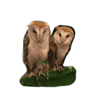 Owl(^^)（個別スタンプ：5）