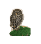 Owl(^^)（個別スタンプ：7）