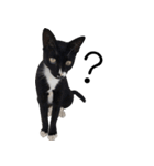black cat＆white cat（個別スタンプ：1）