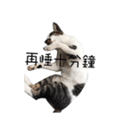 black cat＆white cat（個別スタンプ：2）