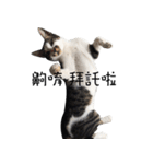black cat＆white cat（個別スタンプ：4）