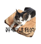 black cat＆white cat（個別スタンプ：6）