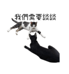 black cat＆white cat（個別スタンプ：8）